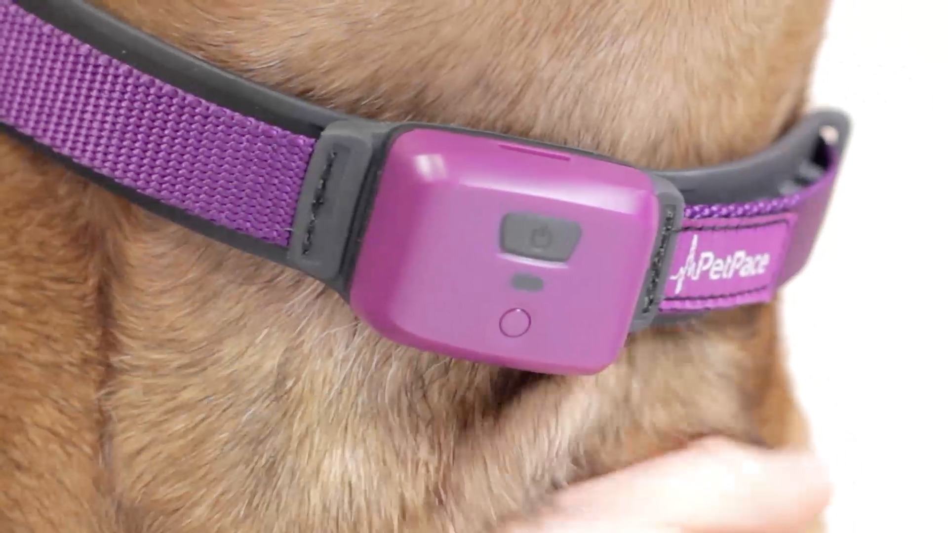 PetPace Collar Enables Intensive Health Monitoring with Minimal Handling